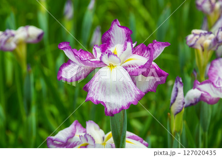 花菖蒲 花菖蒲 127020435