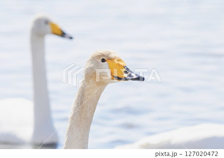 北海道の春に訪れるハクチョウ 北海道の春に訪れるハクチョウ 127020472