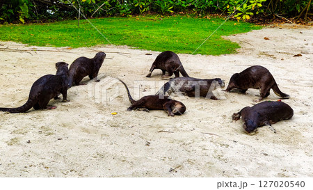 SINGAPORE - April 8 2025: View of Gardens by the Bay and Marina Bay Sands in Singapore 127020540