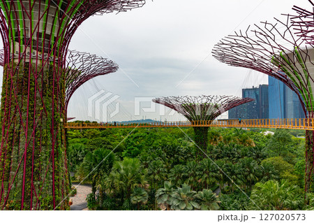 SINGAPORE - April 8 2025: View of Gardens by the Bay and Marina Bay Sands in Singapore SINGAPORE - April 8 2025: View of Gardens by the Bay and Marina Bay Sands in Singapore 127020573