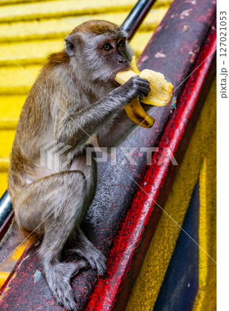 Gombak, Selangor Malaysia: April 18 2025: Batu Caves and the Murugan statue (The Hindu god of war ) also known as Kartikeya , Skanda, Subrahmanya and Shanmukha. Gombak, Selangor Malaysia: April 18 2025: Batu Caves and the Murugan statue (The Hindu god of war ) also known as Kartikeya , Skanda, Subrahmanya and Shanmukha. 127021053