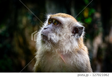 Gombak, Selangor Malaysia: April 18 2025: Batu Caves and the Murugan statue (The Hindu god of war ) also known as Kartikeya , Skanda, Subrahmanya and Shanmukha. Gombak, Selangor Malaysia: April 18 2025: Batu Caves and the Murugan statue (The Hindu god of war ) also known as Kartikeya , Skanda, Subrahmanya and Shanmukha. 127021062