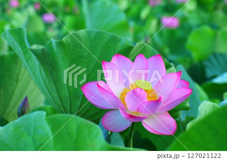 蓮の花（臼杵石仏公園） 127021122