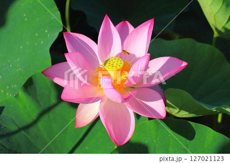 蓮の花（臼杵石仏公園） 127021123