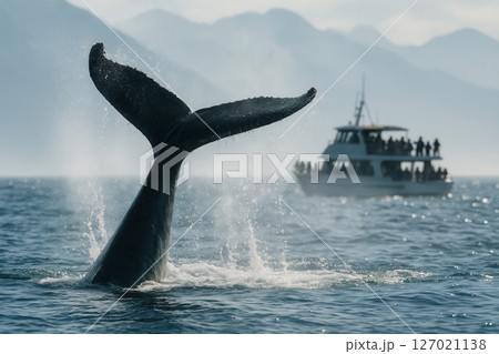 Humpback Whale Raising Tail Near Whale Watching Boat 127021138