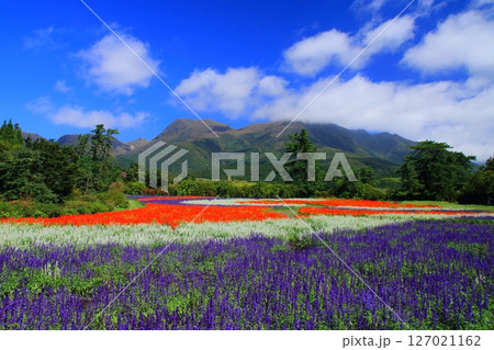満開のサルビア畑とくじゅう連山（竹田市久住町） 127021162