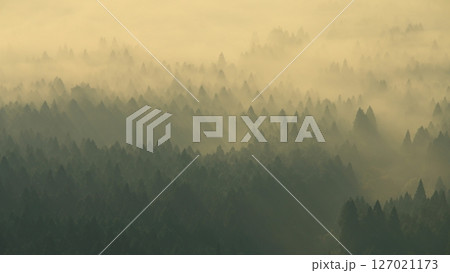 森を流れる朝霧（阿蘇雲海・阿蘇市） 127021173