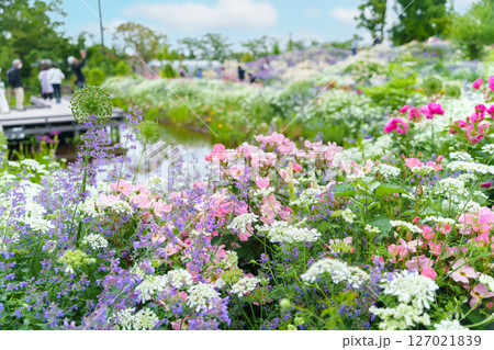 様々な草や花が咲き乱れる庭園(神奈川県綾瀬市 光綾公園「あやせローズガーデン」) 様々な草や花が咲き乱れる庭園(神奈川県綾瀬市 光綾公園「あやせローズガーデン」) 127021839