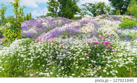 様々な草や花が咲き乱れる庭園（神奈川県綾瀬市 光綾公園「あやせローズガーデン」）　 127021840