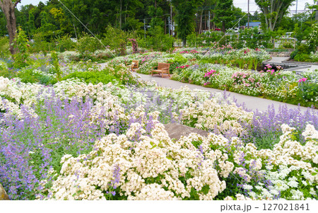 様々な草や花が咲き乱れる庭園（神奈川県綾瀬市 光綾公園「あやせローズガーデン」）　 127021841