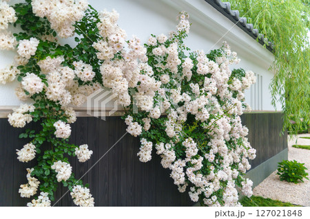 白いモッコウバラが美しい、日本の古都をイメージした庭園。綾瀬市 あやせローズガーデン 白いモッコウバラが美しい、日本の古都をイメージした庭園。綾瀬市 あやせローズガーデン 127021848