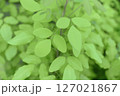 緑の丸い葉の低木（スノキ属） 127021867