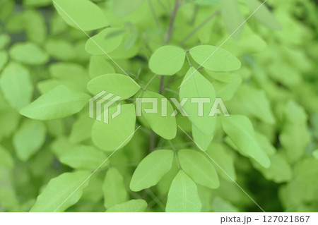 緑の丸い葉の低木（スノキ属） 127021867
