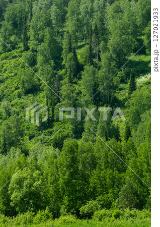 Lush Green Forest on Hillside, Rich with Diverse Trees and Foliage. Natural Beauty, Ecology and Environmental Concepts. 127021933