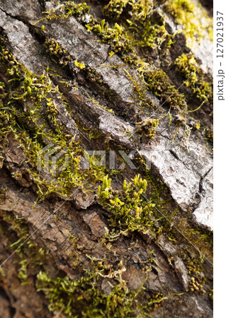 Weathered Brown Tree Bark Covered in Green Moss, Showcasing Natural Texture and Organic Growth. Weathered Brown Tree Bark Covered in Green Moss, Showcasing Natural Texture and Organic Growth. 127021937