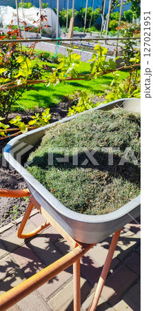 A metallic garden wheelbarrow loaded with mown grass against the backdrop of a well-kept garden. Gardening concept, gardening work, eco-friendly gardening A metallic garden wheelbarrow loaded with mown grass against the backdrop of a well-kept garden. Gardening concept, gardening work, eco-friendly gardening 127021951