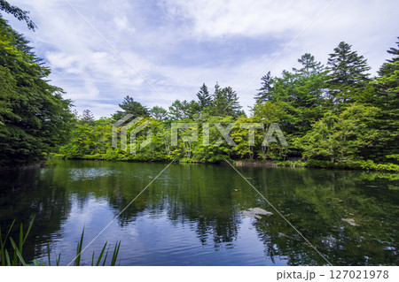 新緑が美しい初夏の長野県軽井沢町の雲場池 127021978