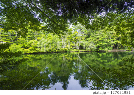 新緑が美しい初夏の長野県軽井沢町の雲場池 新緑が美しい初夏の長野県軽井沢町の雲場池 127021981