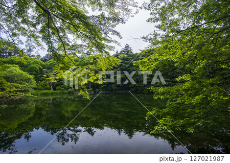 新緑が美しい初夏の長野県軽井沢町の雲場池 新緑が美しい初夏の長野県軽井沢町の雲場池 127021987