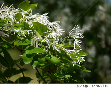 公園のヒトツバタゴの花 公園のヒトツバタゴの花 127022110