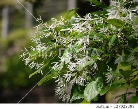 公園のヒトツバタゴの花 127022398