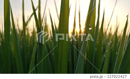Golden Sunrise Through Rice Leaves. Golden Sunrise Through Rice Leaves. 127022427