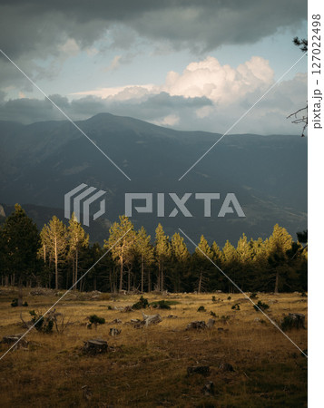 Moody alpine landscape with illuminated pines and heavy clouds over distant peaks 127022498