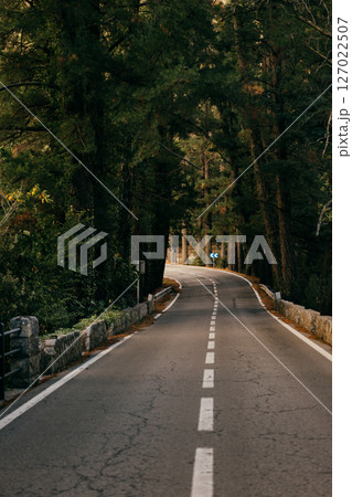 Curving forest road paved with asphalt and lined with stone barriers under dense pine canopy Curving forest road paved with asphalt and lined with stone barriers under dense pine canopy 127022507