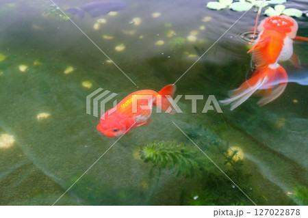 Goldfish in aquarium fish pond close up 127022878