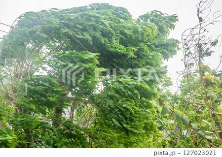 storm with heavy rain and strong winds 127023021