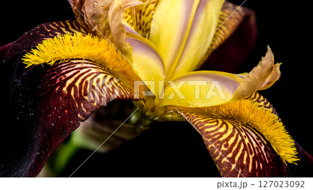 Striking Purple and Gold Bearded Iris on Black 127023092