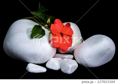 Red Impatiens Flower with White Stones on Black Red Impatiens Flower with White Stones on Black 127023104