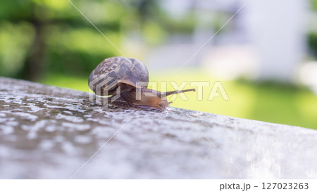 little helix snail on concrete wall close up little helix snail on concrete wall close up 127023263