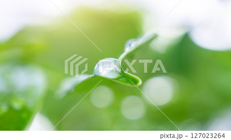 rain water drop on green leaf closeup natural background 127023264
