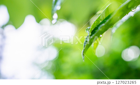rain water drop on green leaf closeup natural background rain water drop on green leaf closeup natural background 127023265