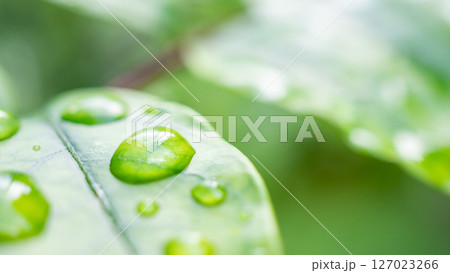 rain water drop on green leaf closeup natural background 127023266