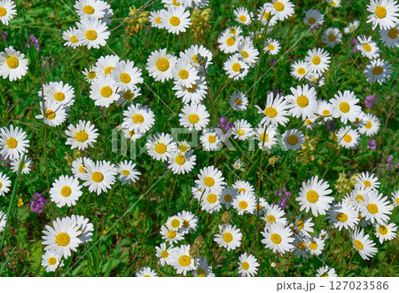 A lush meadow filled with blooming daisies 127023586