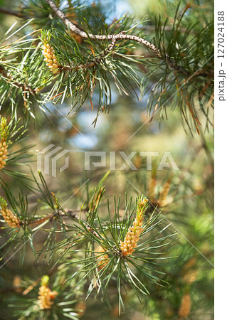 Pine Branches with Fresh Green Needles and Small Yellow Pollen Cones. Natural Spring Forest Scene for Environmental Design. 127024188