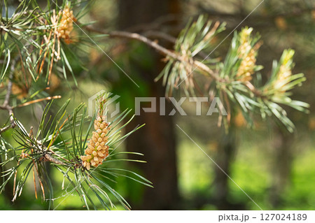 Cluster of Small Pine Pones and Green Needles on a Tree Branch, Showcasing Natural Growth Concept in Forest. Cluster of Small Pine Pones and Green Needles on a Tree Branch, Showcasing Natural Growth Concept in Forest. 127024189