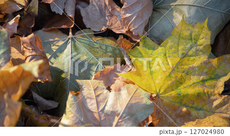 background of fallen, dry, autumn leaves of yellow and brown with green shades background of fallen, dry, autumn leaves of yellow and brown with green shades 127024980