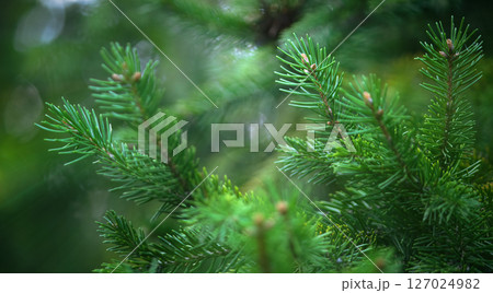 New Year's, coniferous, green branches. With sunlight passing through them. blke, selective focus. 127024982