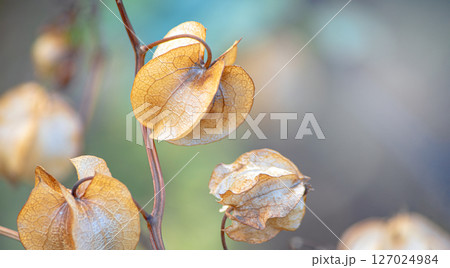 delicate physalis flowers close-up on blurred natural background delicate physalis flowers close-up on blurred natural background 127024984