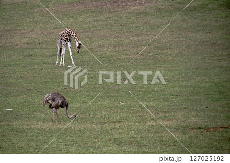 A giraffe and an ostrich eating in a meadow A giraffe and an ostrich eating in a meadow 127025192