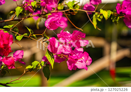 A blooming tropical tree. 127025226