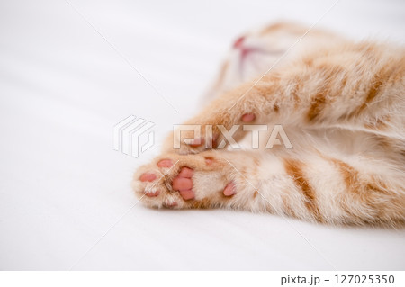 Little red kitten lying on a white sheet Little red kitten lying on a white sheet 127025350