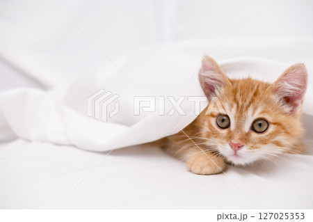 Little red kitten lying on a white sheet Little red kitten lying on a white sheet 127025353