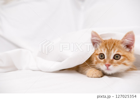 Little red kitten lying on a white sheet Little red kitten lying on a white sheet 127025354