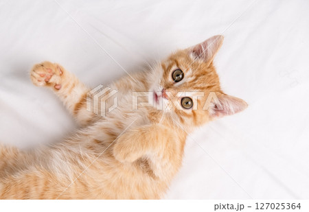 Little red kitten lying on a white sheet Little red kitten lying on a white sheet 127025364