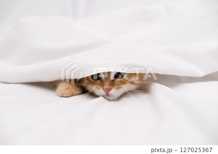 Little red kitten lying on a white sheet Little red kitten lying on a white sheet 127025367