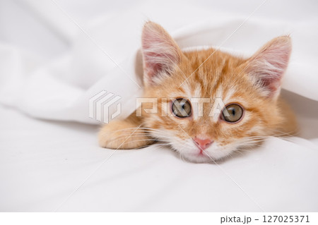 Little red kitten lying on a white sheet Little red kitten lying on a white sheet 127025371